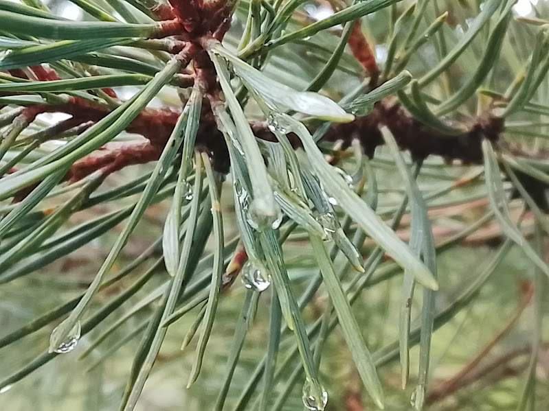 Gotas de humedad en las acículas del pinar de El Espinar en otoño
