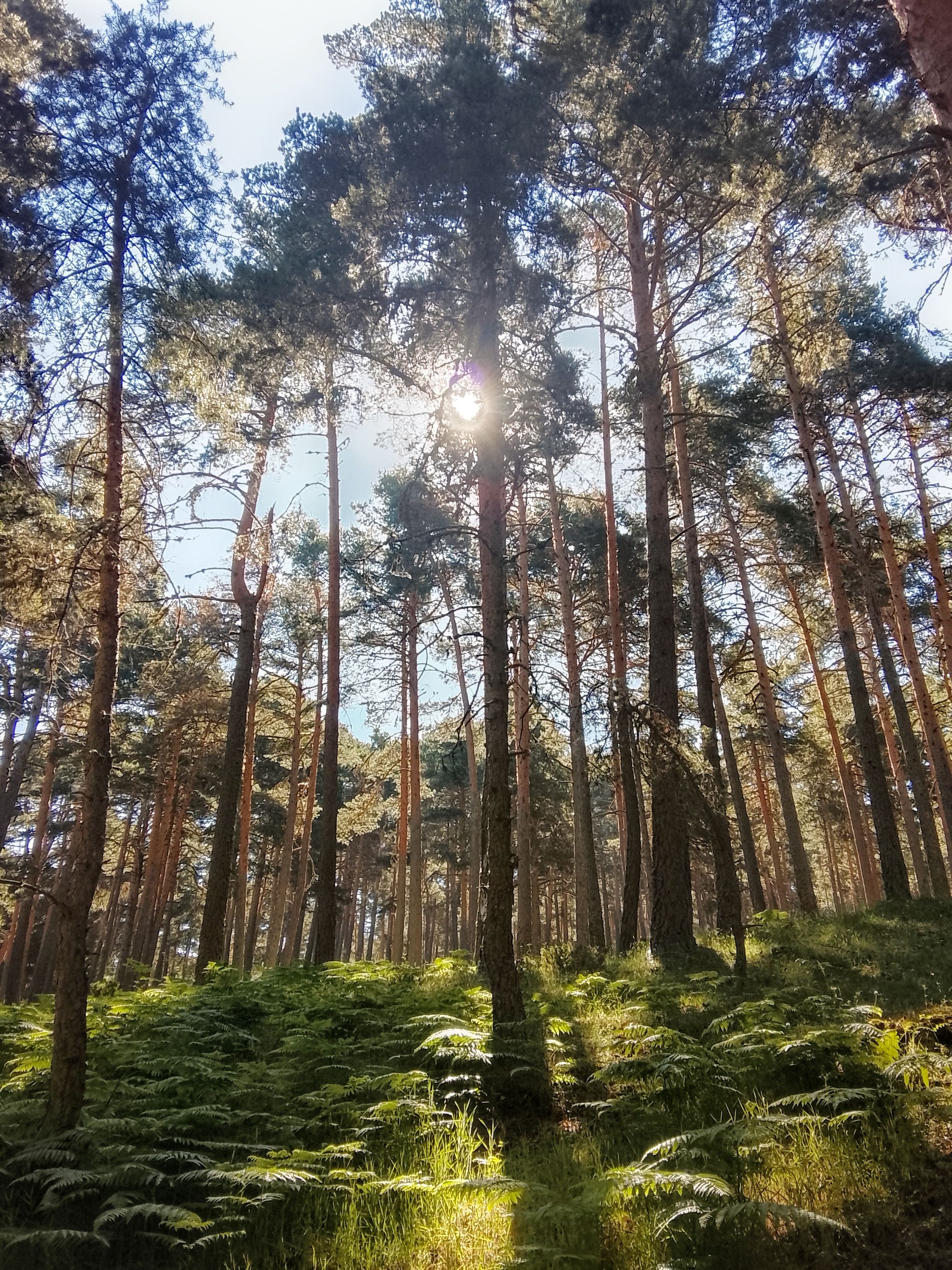 Pinos del El Espinar con luz filtrándose entre las copas