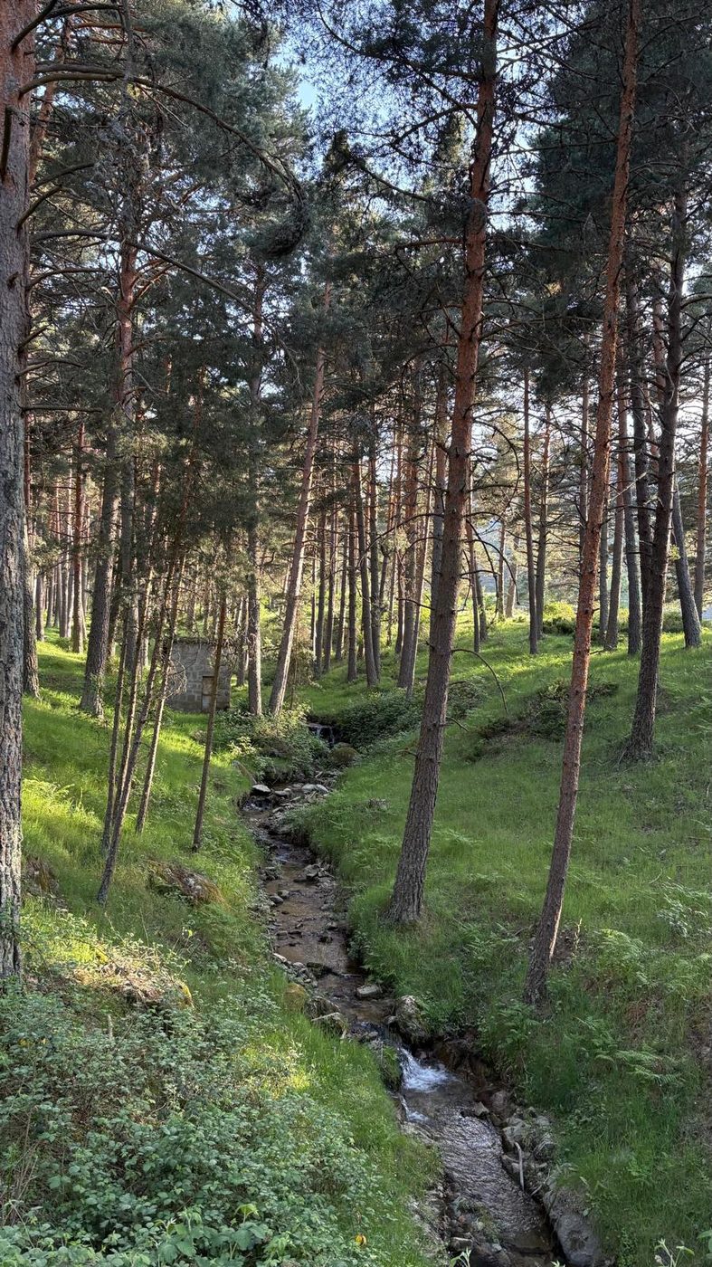 Arroyo entre los pinos