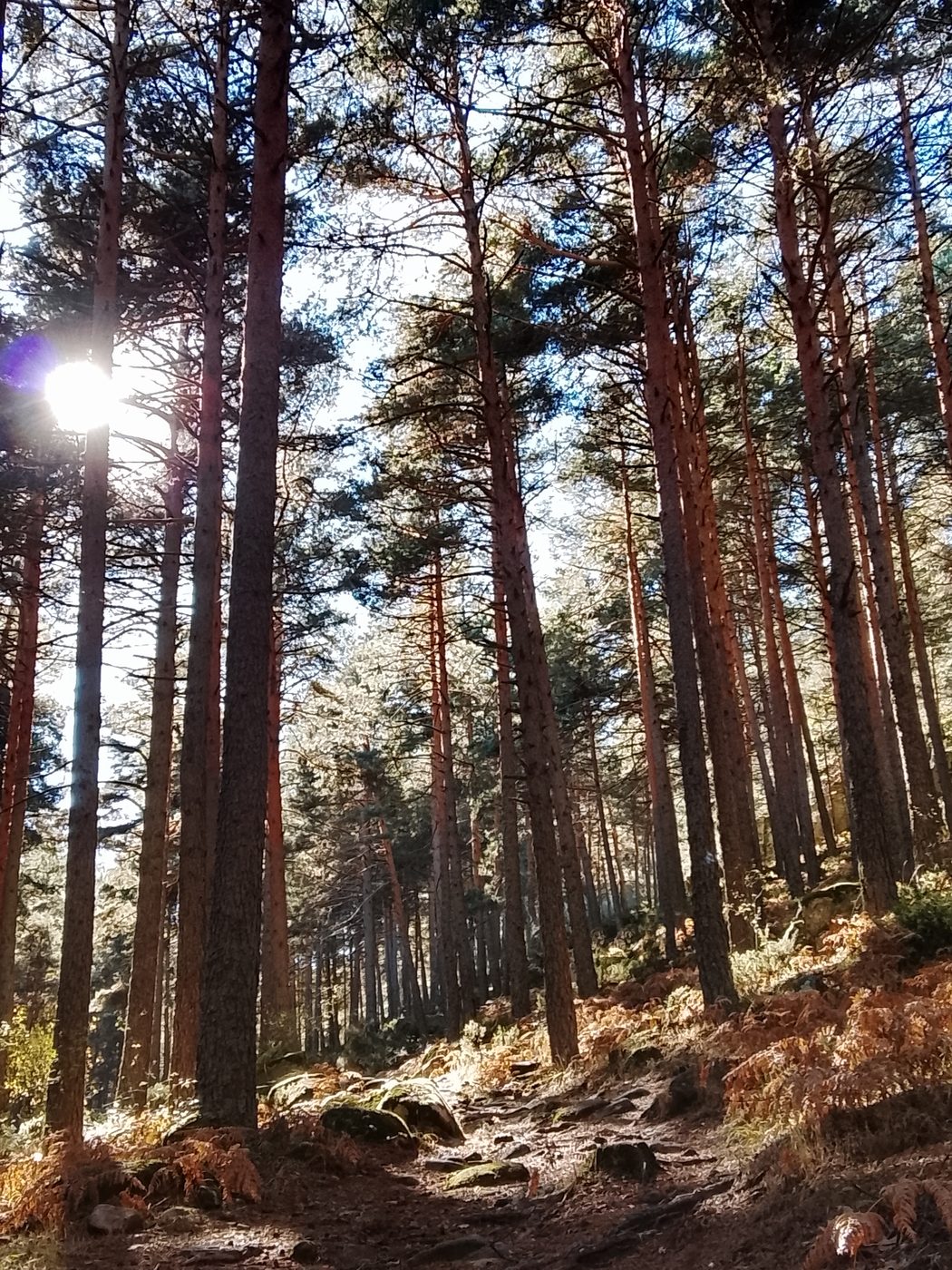 Pinar de El Espinar