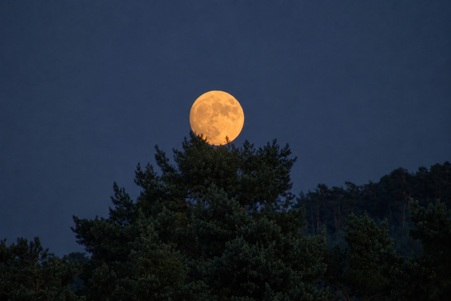 Luna llena ámbar saliendo sobre las copas de los pinos del pinar de El Espinar al anochecer