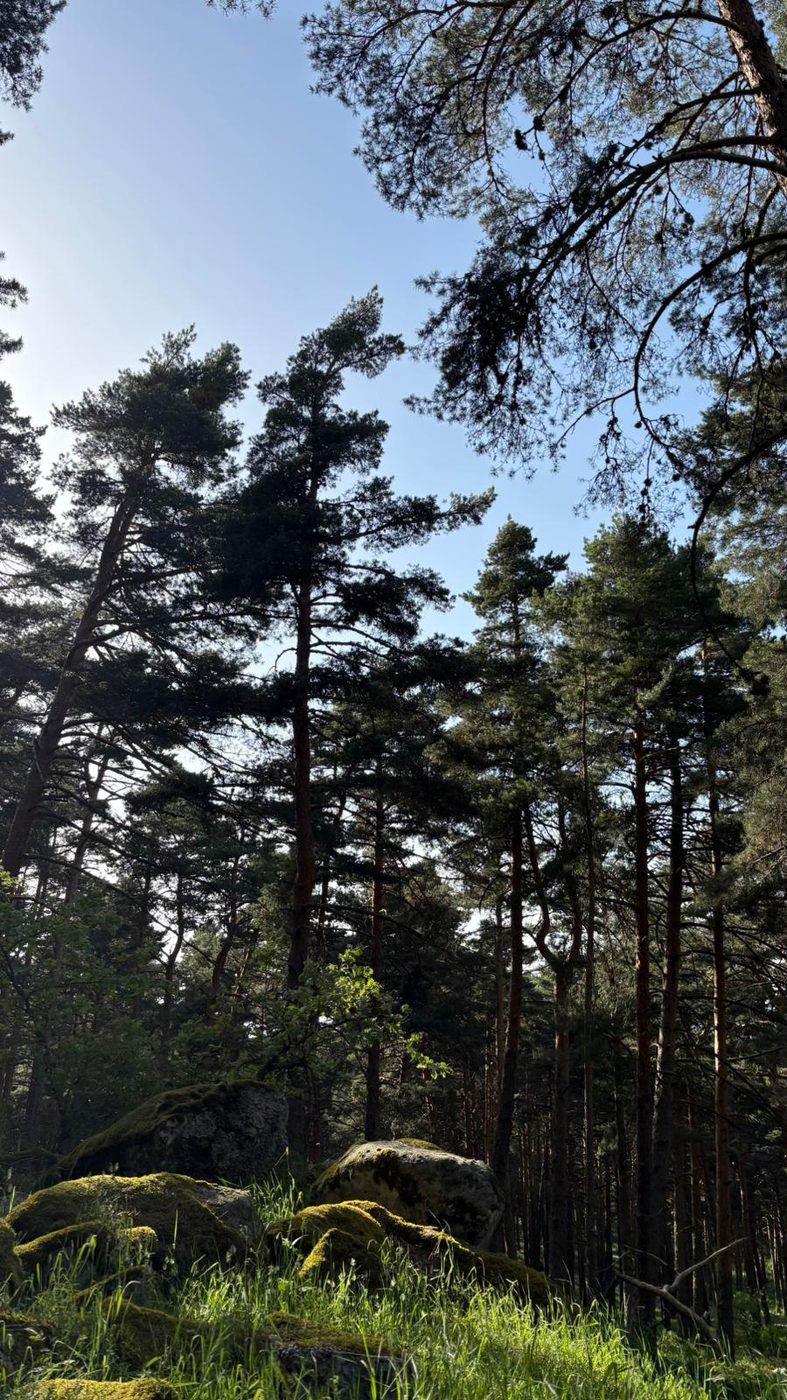 Pinos de El Espinar contra el cielo azul